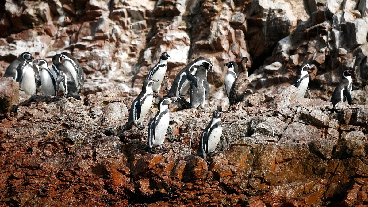 Humboldt penguins on the cliffs during a ballestas islands red beach lagunillas tour from Paracas, Peru