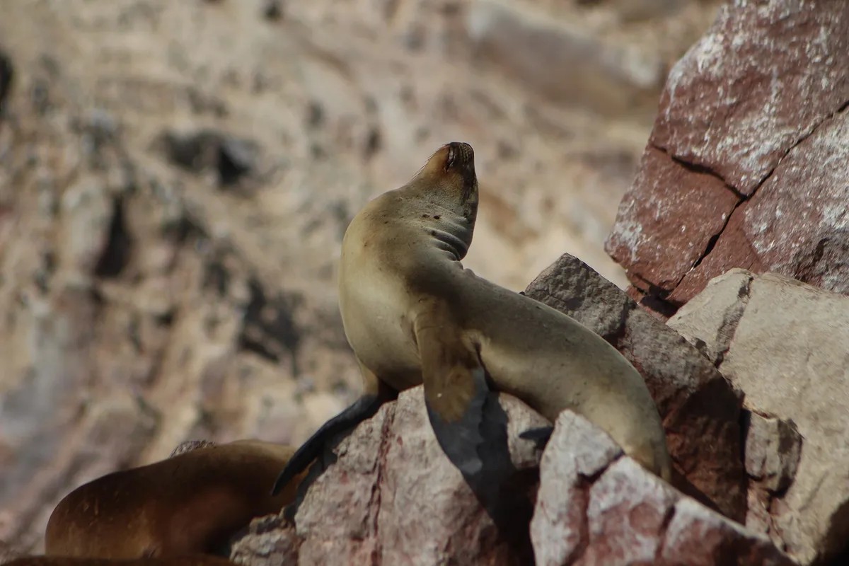 South American sea lions hauled out on the rocks of the Ballestas Islands on a tour from Paracas, Peru
