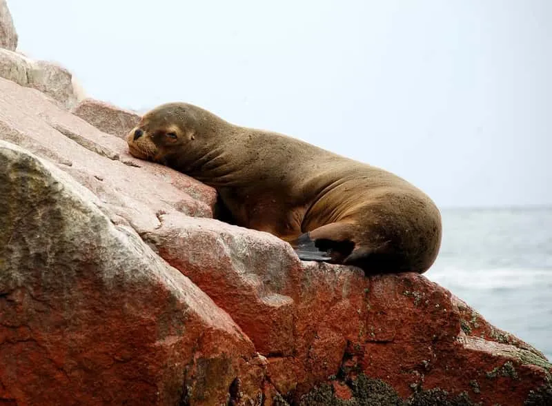 Humboldt penguins and sea lions on the rocks during an all-inclusive Ballestas Islands tour from Paracas, Peru