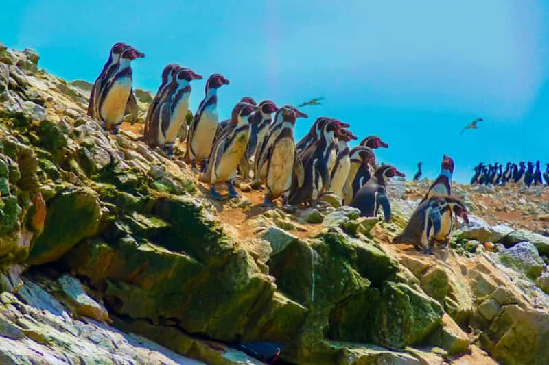 Red sand beach and cliffs of the Paracas National Reserve on a Ballestas Islands tour from Paracas, Peru